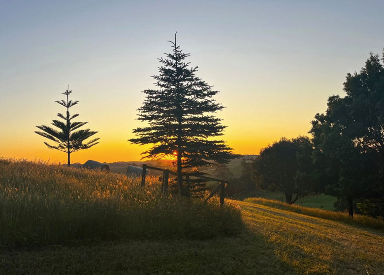 sunset with tall trees