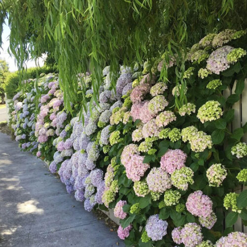 path lined with hydrangea plants in full flower