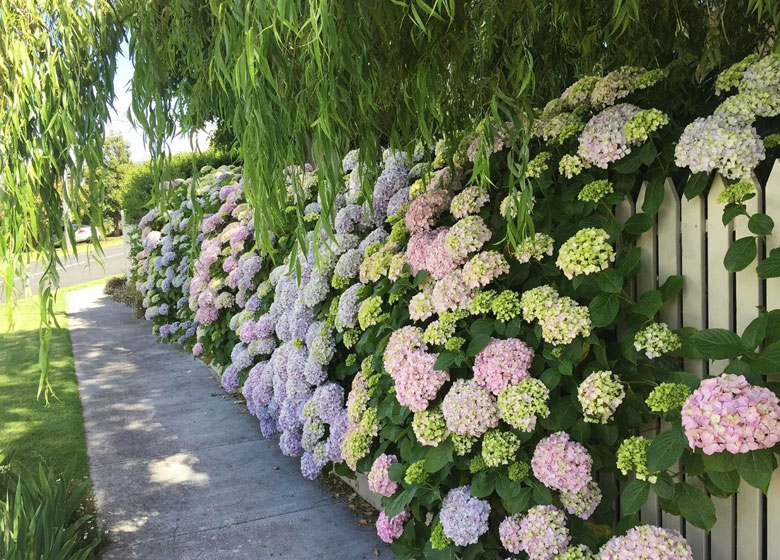 path lined with hydrangea plants in full flower