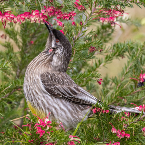 grey bird