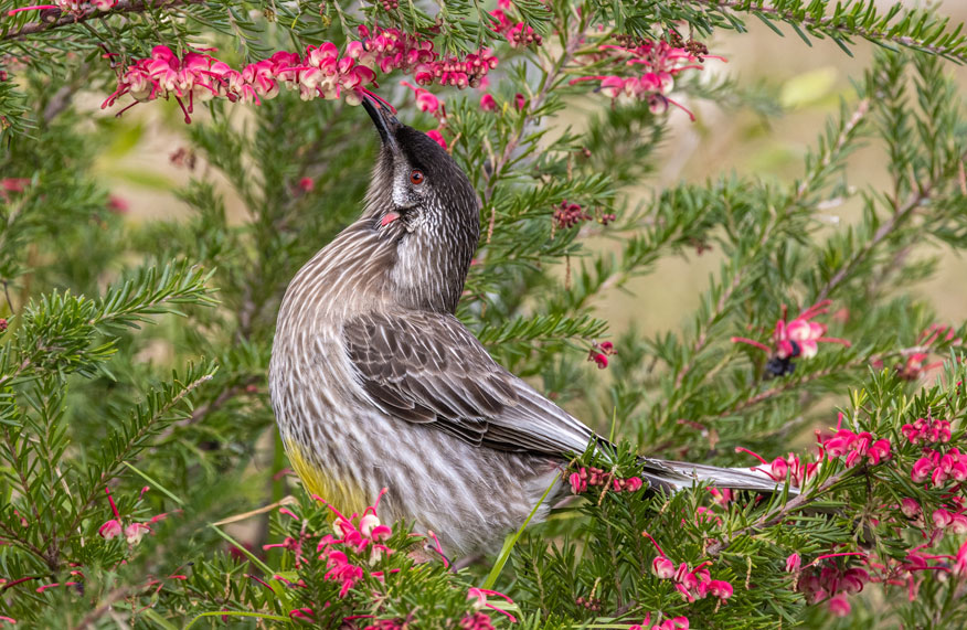 grey bird
