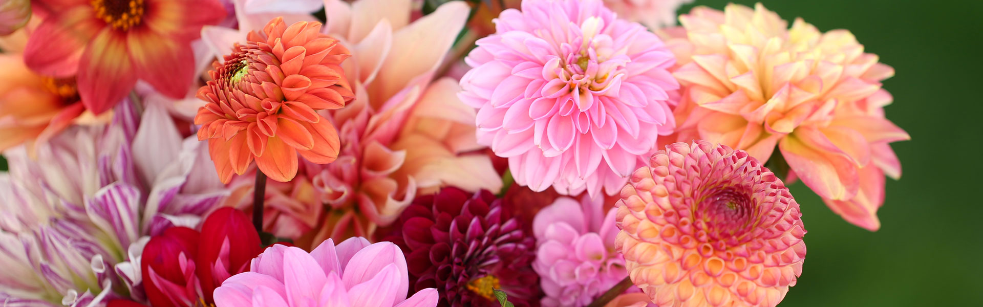 bunch of dahlias in different colours and shapes