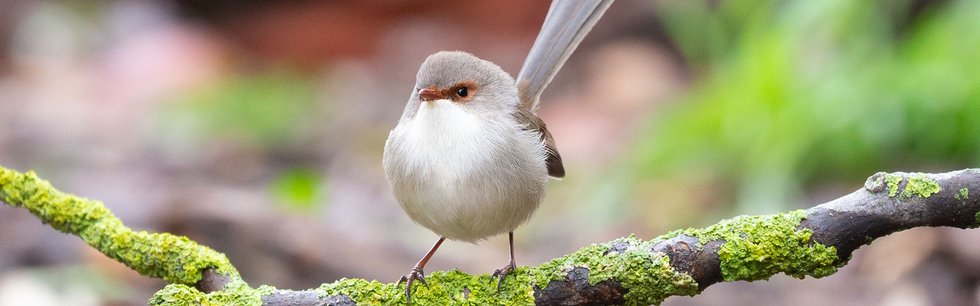 small grey bird
