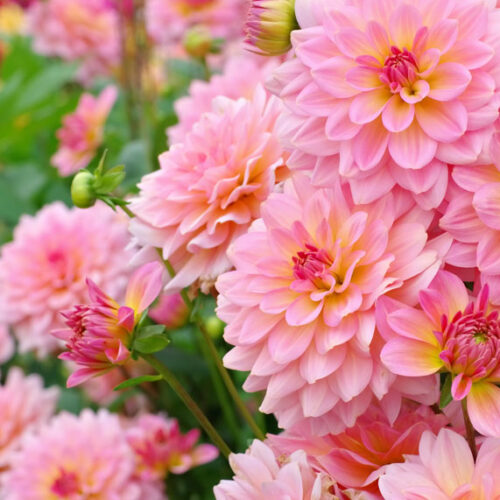 pink dahlias