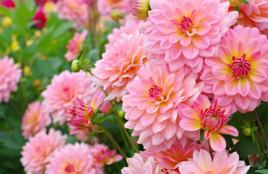 pink dahlias