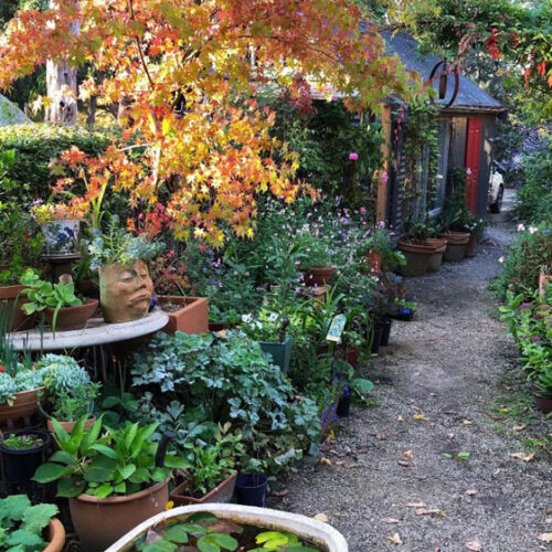 cottage with coloured plants and trees and a lily pond