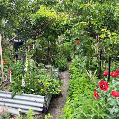 garden with flowers and vegetable plants