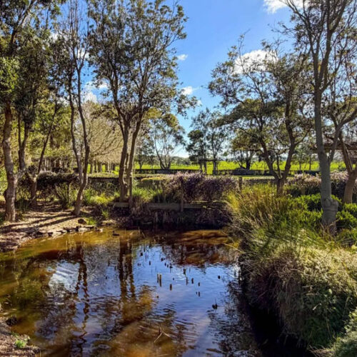 large pond with established trees