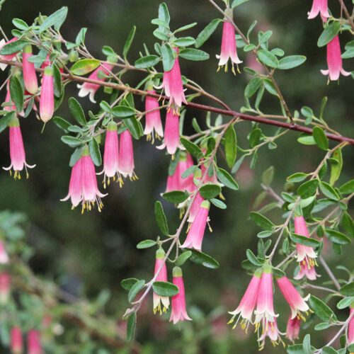 pink correa flowers