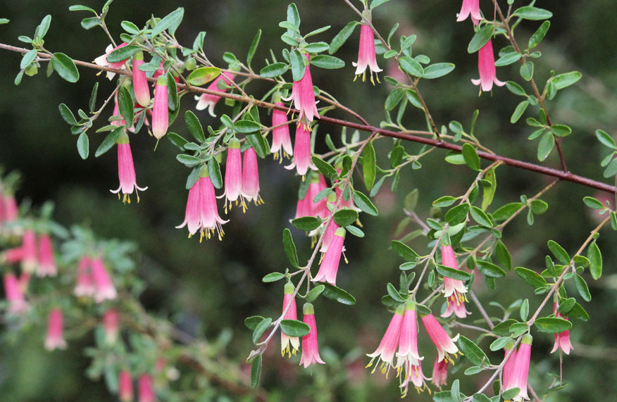 pink correa flowers