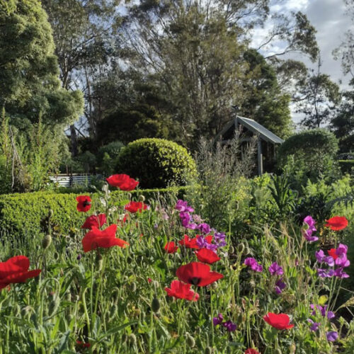 garden with topiary and red flowers