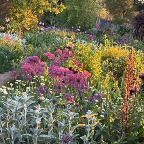 garden with pink flowers