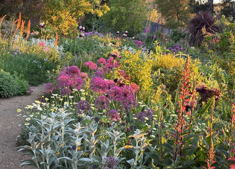 garden with pink flowers