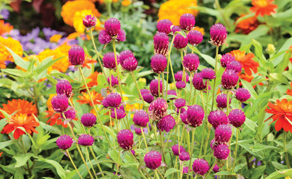 Non-native cottage flowers