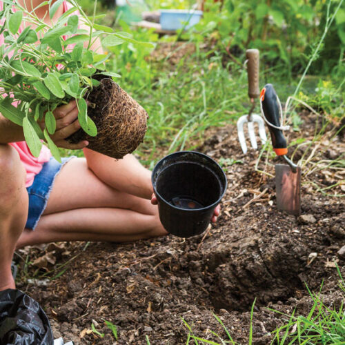 common gardening mistakes
