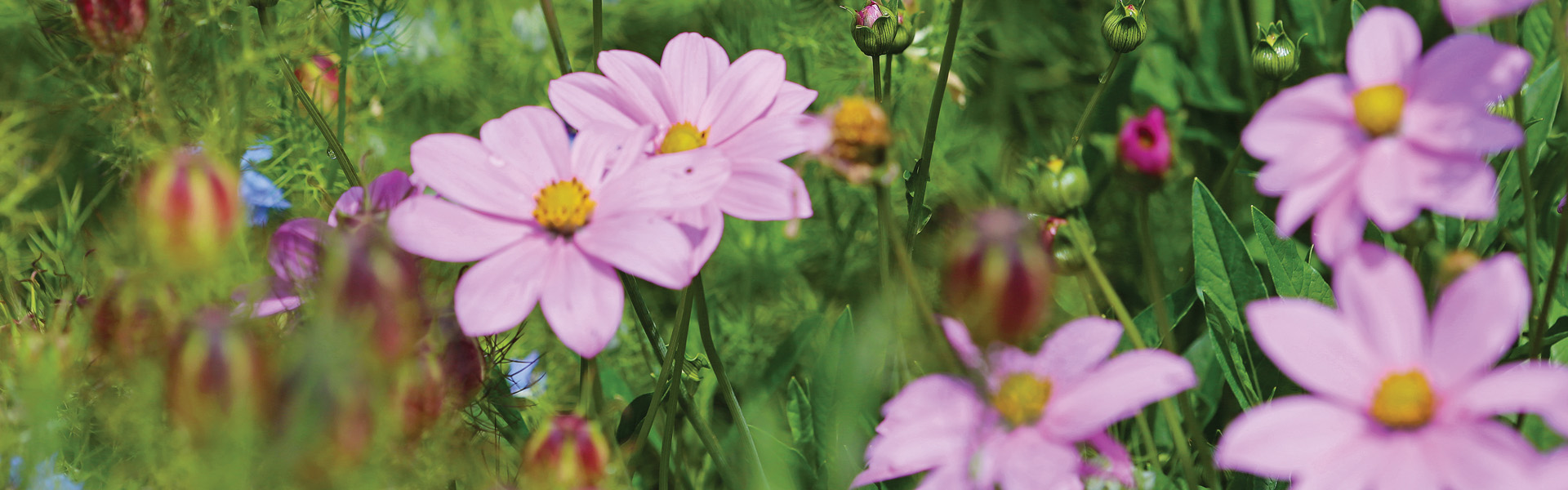 Cottage flowers