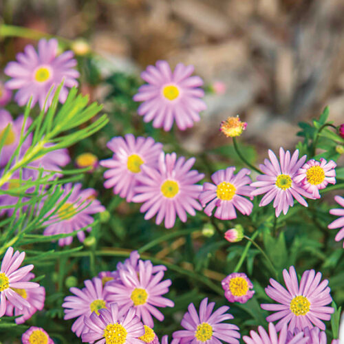 Cut leaf daisy