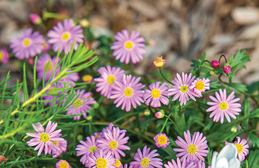 Cut leaf daisy