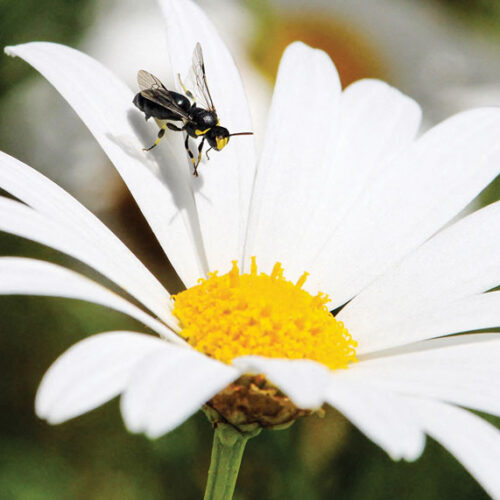 Australian native bee