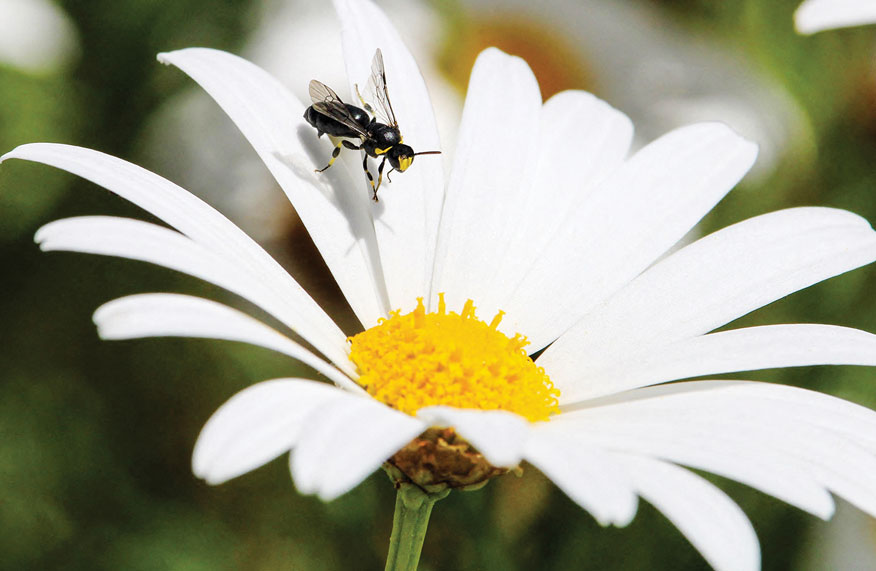 Australian native bee