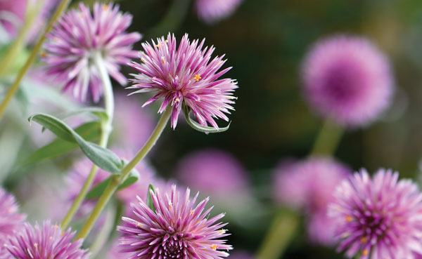 native cottage flowers